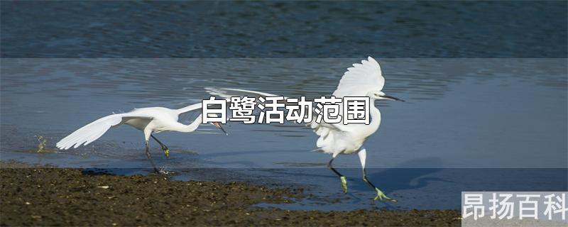 白鹭活动范围在哪里(白鹭活动范围100字)