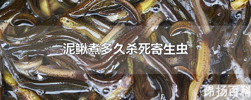 泥鳅煮多长时间能杀死寄生虫(泥鳅用盐水能杀死寄生虫吗)