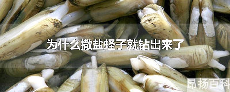 蛏子为什么撒盐就能出来这是什么科学道理(为什么蛏子一撒盐就出来)