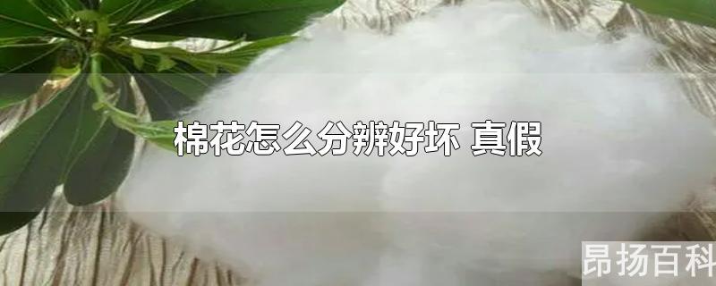 棉花怎样辨别真假(怎样分辨真假棉花)