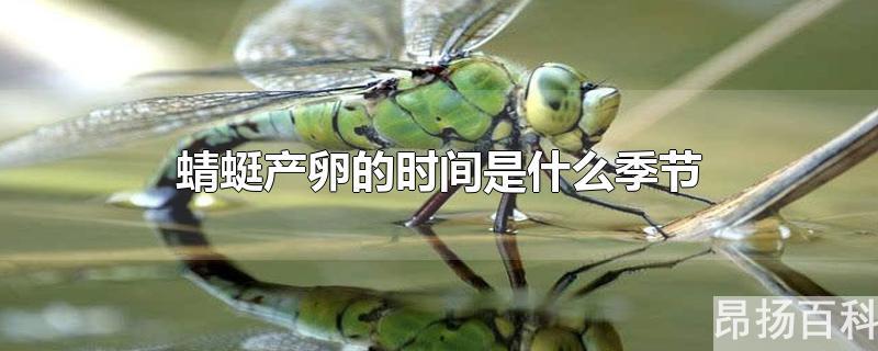 蜻蜓几月份产卵(蜻蜓一般在什么季节产卵)