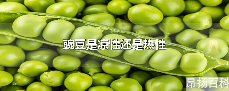 豌豆是凉性还是热性的(豌豆是热的还是凉性)