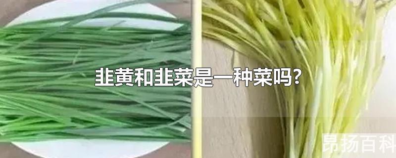 韭菜和韭黄是同一种菜吗(黄韭和韭菜有什么区别)