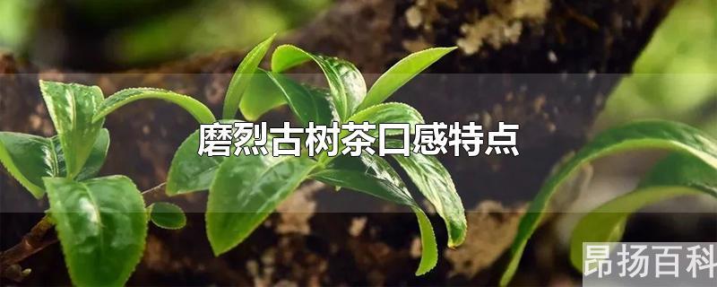 一扇磨古树茶口感特点(磨烈古树茶怎么样)