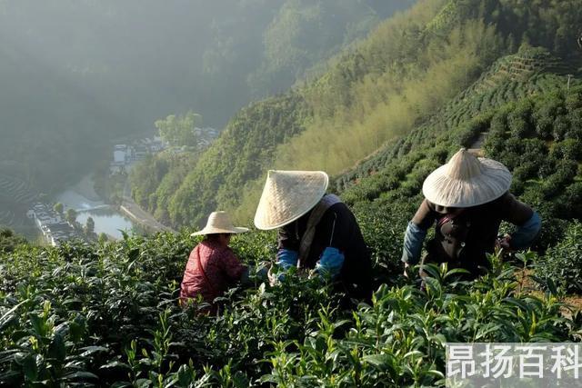 迎客松无客可迎黄山旅游业遭重创（提到黄山想到迎客松） (http://www.cangchou.com/) 网络快讯 第6张