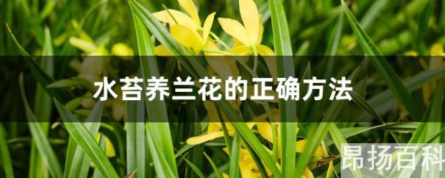 兰花能用水苔栽培吗(兰花用水苔养好吗)