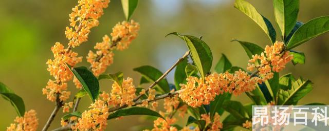 桂花树如何剪枝栽培(桂花树能不能剪枝)