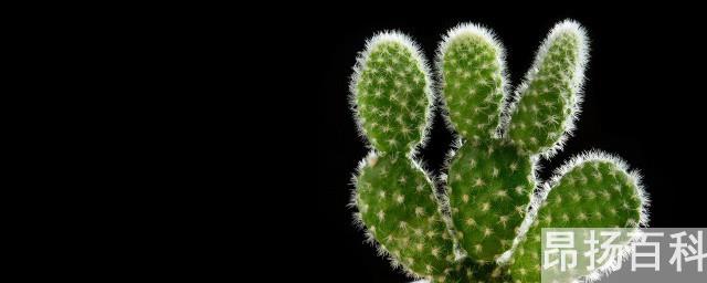 家里不能种带刺的植物(在家里让不让养带刺的花)