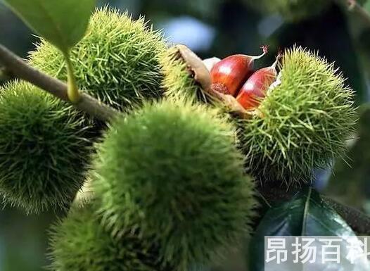 胶原蛋白除皱针的危害和副作用(注射胶原蛋白除皱有什么要注意的吗)