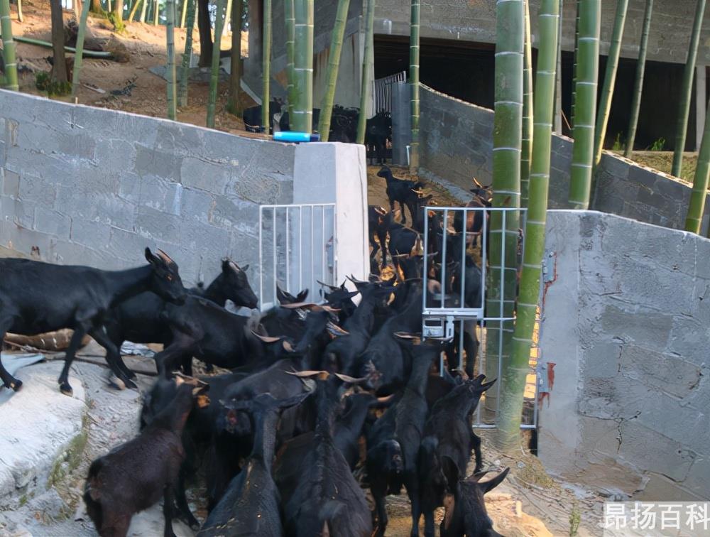 养殖行业什么最有前景(养殖什么前景比较好)