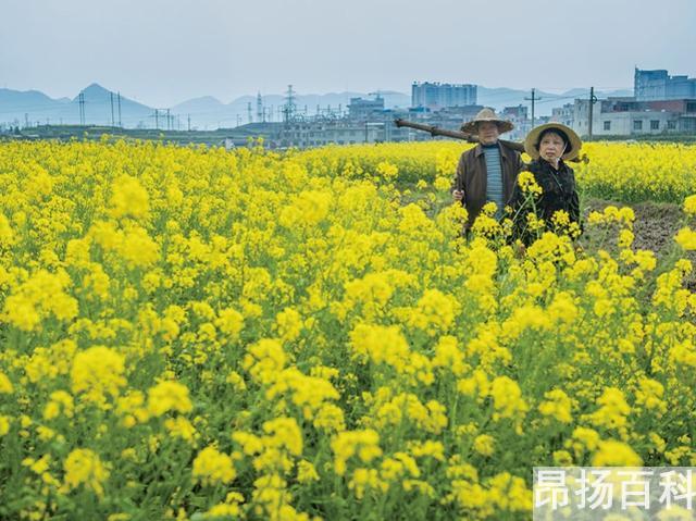 闭幕期间四口之家屋顶上的有序舞蹈简介