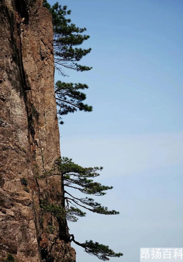 迎客松无客可迎黄山旅游业遭重创（提到黄山想到迎客松） (http://www.cangchou.com/) 网络快讯 第5张